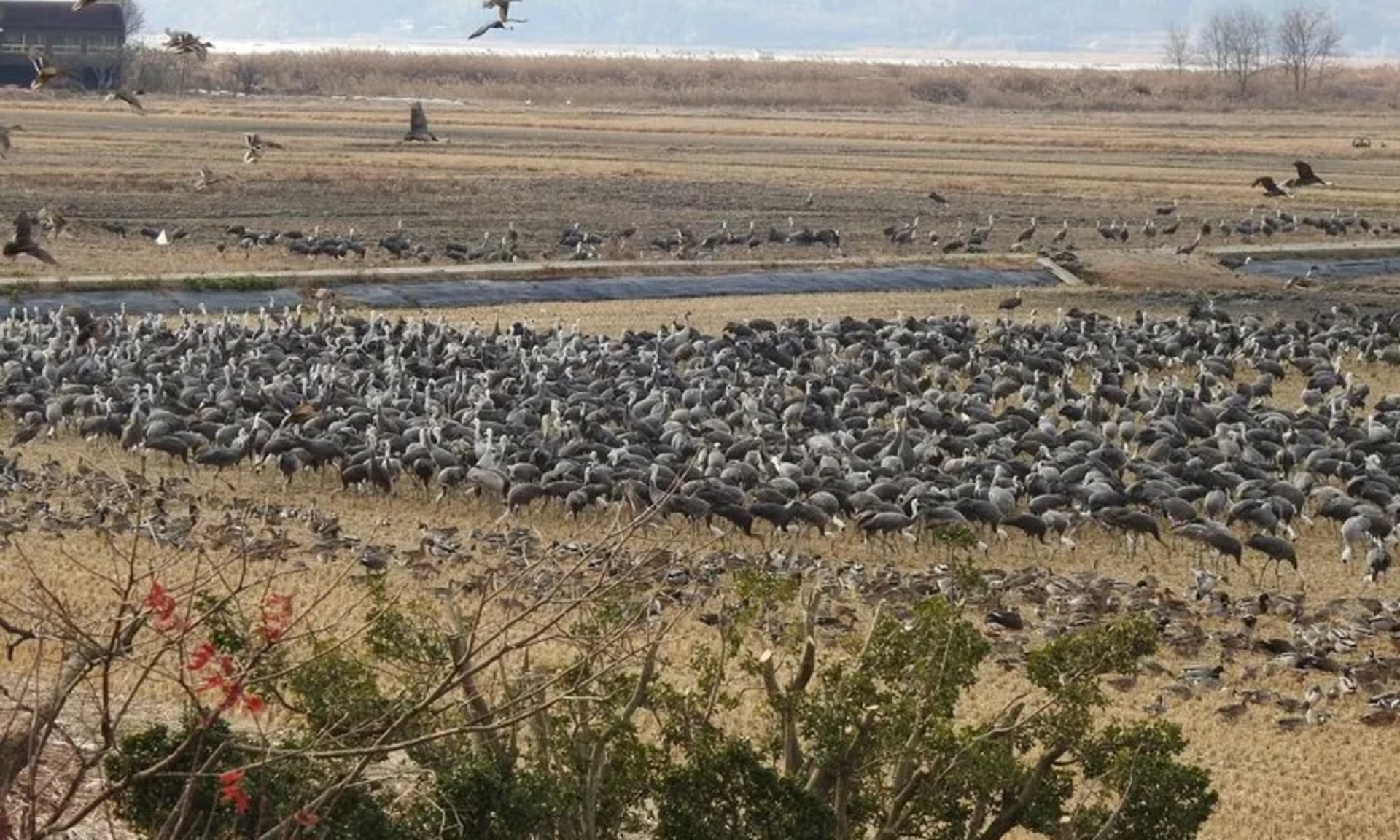 흑두루미 최대 8,600마리 월동 확인