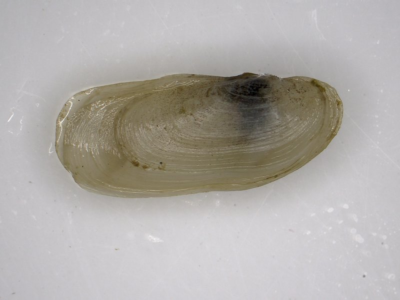 전남해양수산과학원, ‘수출 효자’ 가리맛조개 양성관리 - 전남 뉴스 | 코리아NEWS