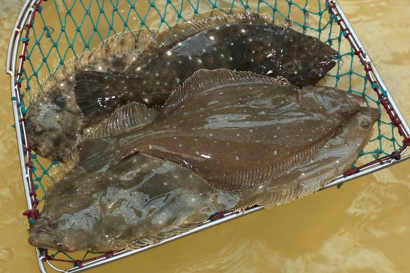 완도군, 올해 55억 투입 어류 양식업 경쟁력 강화 힘써 - 전남 뉴스 | 코리아NEWS