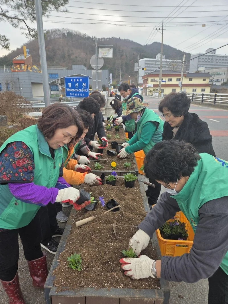강진군 관문 성전면, 꽃으로 채우다 - 안전 뉴스 | 코리아NEWS