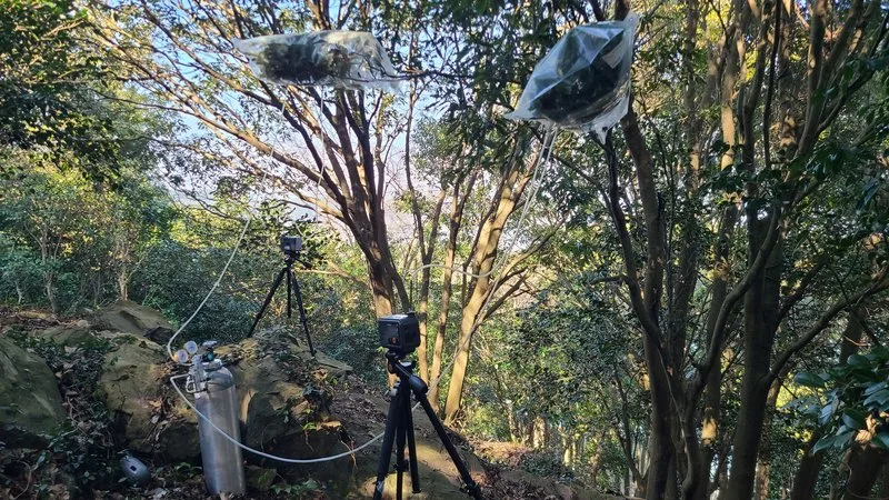 전남 난대숲, 겨울에도 피톤치드 다량으로 뿜어낸다 - 환경 뉴스 | 코리아NEWS