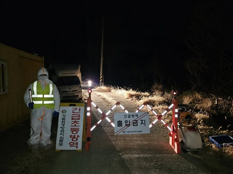 나주 육용오리농장 H5형 조류인플루엔자 항원 검출 - 경제 뉴스 | 코리아NEWS