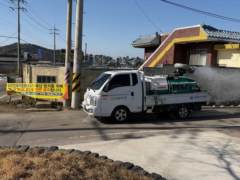 영광군, ASF 확진 비상! 전 행정력 투입해 확산 차단 총력전 - 행정 | 코리아NEWS