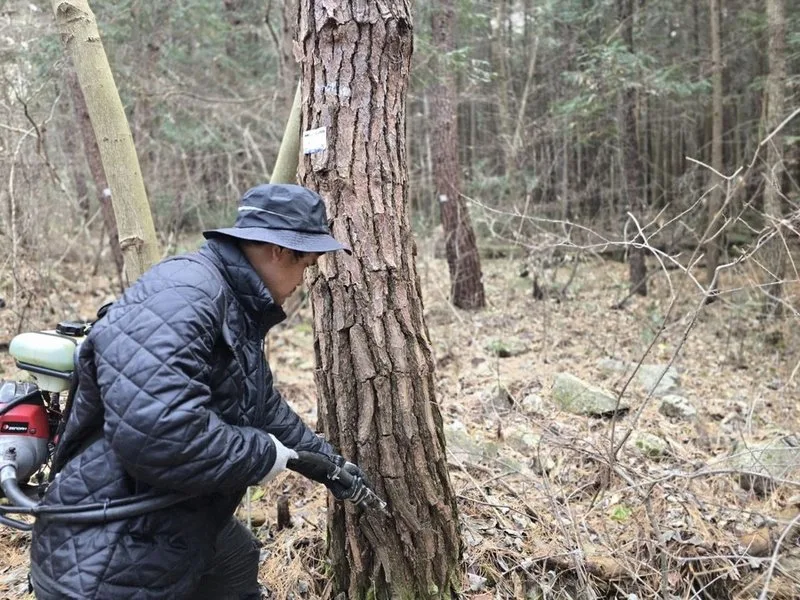 화순군, ‘2026년 소나무재선충병 예방나무주사사업’ 추진
... - 행정 | 코리아NEWS