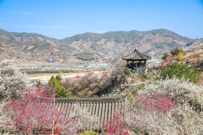 제25회 광양매화축제, 베이커리·디저트류 판매 참여자 모집 - 문화 | 코리아NEWS