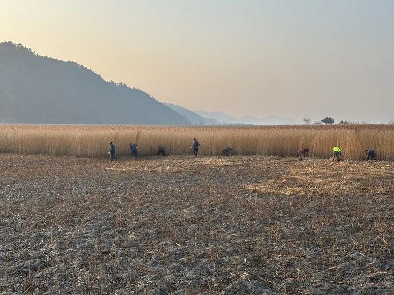 순천만, 묵은갈대 베어 가을 꽃비 '약속'