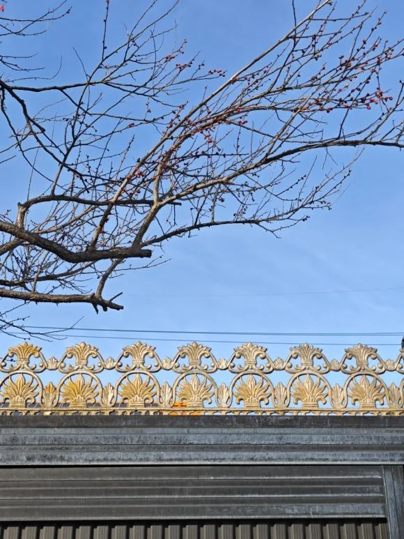 순천 조곡동 관사마을에 ‘봄의 전령’ 홍매화, 환하게 개화
