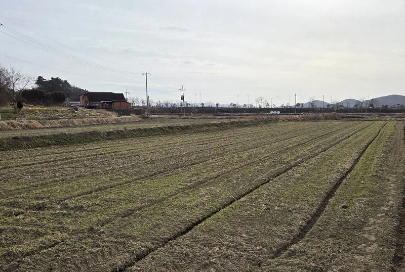 함평군, 맥류 생육 재생기 맞춤형 재배 관리 당부 - 건설 뉴스 | 코리아NEWS