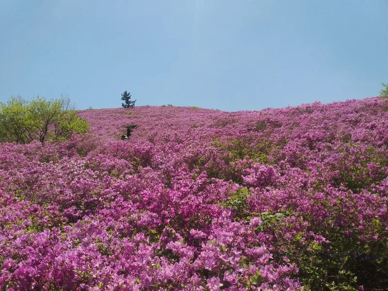 보성군, 전국 최대 철쭉군락지 일림산 탐방 환경 개선(산림산업과) - 환경 뉴스 | 코리아NEWS