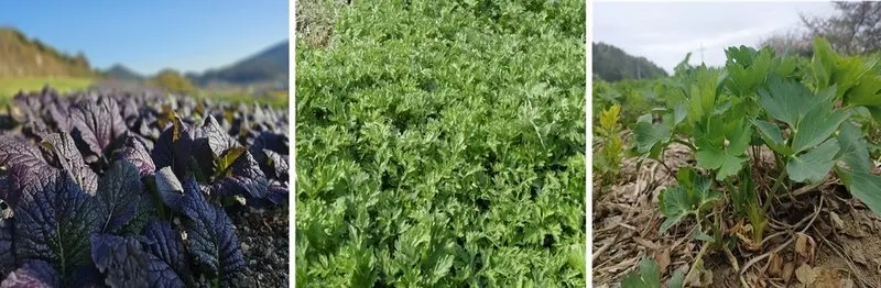 여수 돌산 홍갓·거문도 해풍쑥·섬 방풍, 국제슬로푸드 ‘맛의 방주’ 등재 - 행정 뉴스 | 코리아NEWS