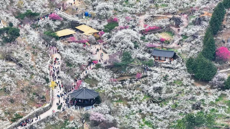 하루 13만 명 몰렸다… 광양매화축제, 유료화 이후 최대 인파 - 문화 뉴스 | 코리아NEWS