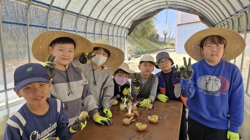 장성 동화초, ‘사랑의 감자 심기’로 생태 감수성의 싹을 틔우다 - 교육 뉴스 | 코리아NEWS