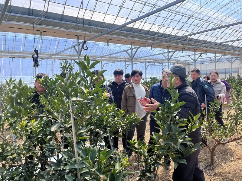 곡성군, 만감류 봄철 관리 ‘핵심기술’ 현장서 답 찾다 - 환경 뉴스 | 코리아NEWS