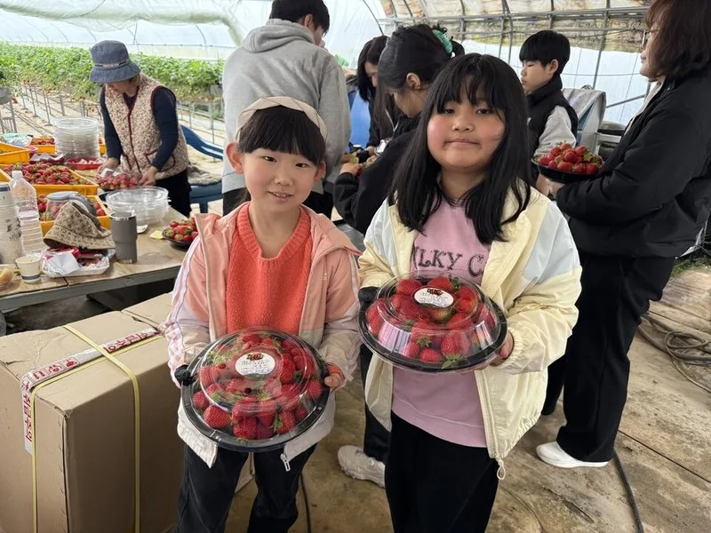 "달콤한 딸기 향 가득!" 점암초, 마을 딸기 농장에서 생태를 배우다 - 환경 뉴스 | 코리아NEWS