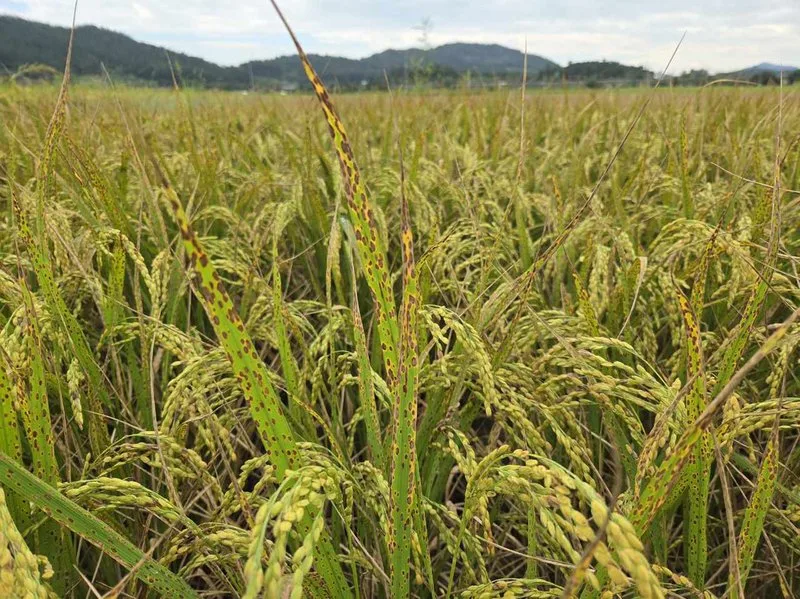 함평군, 벼 ‘깨씨무늬병’ 선제적 예방 철저 당부 - 안전 뉴스 | 코리아NEWS