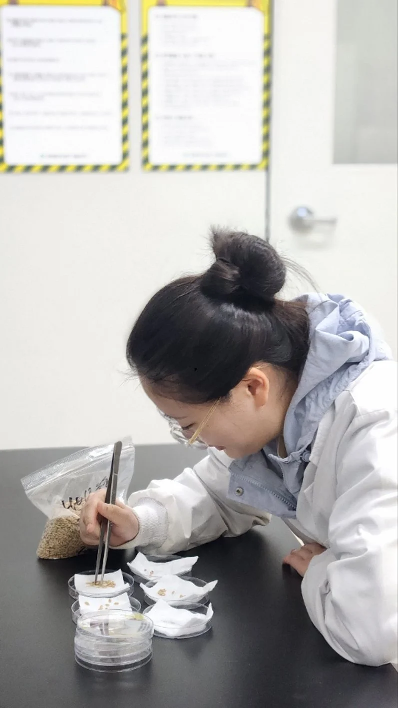 함평군, 자가채종 벼 종자 발아율 검사 ‘필수’…무료 지원 - 경제 뉴스 | 코리아NEWS