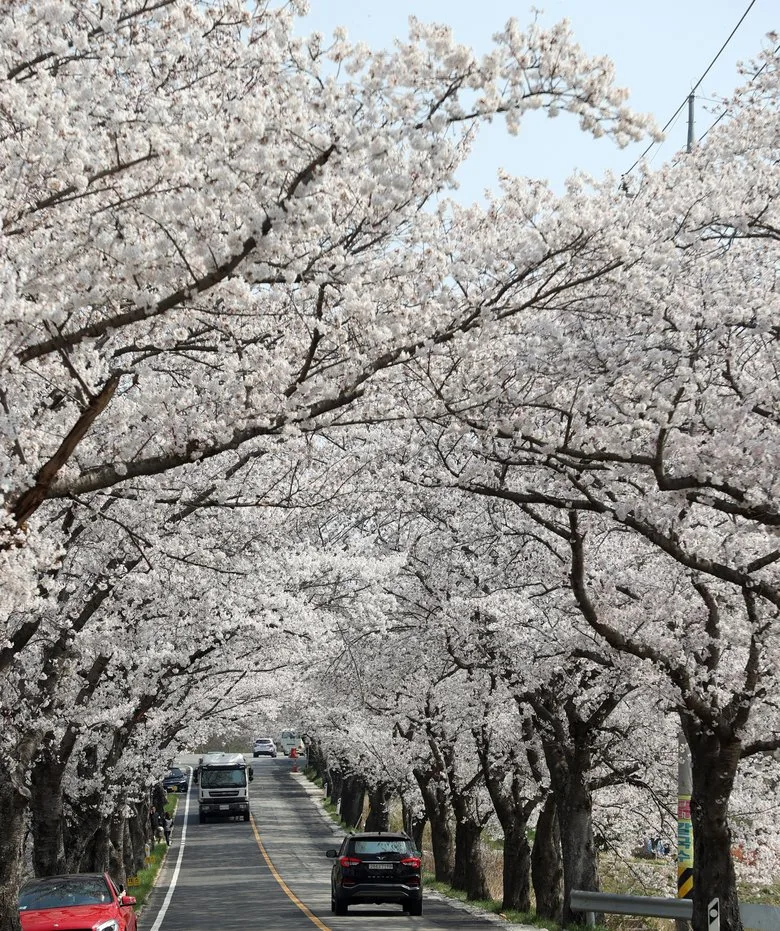 영암군, 벚꽃과 함께 달린다... 전국 러너 맞이 벚꽃마라톤대회 개... - 문화 뉴스 | 코리아NEWS