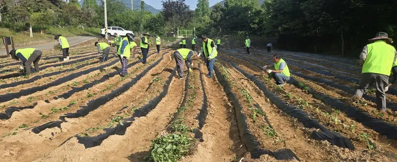 담양군농촌지도자연합회, 고구마 우량종순 식재로 품질 향상 앞장 - 행정 | 코리아NEWS