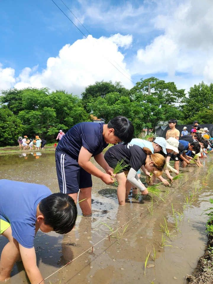 절기에 맞춰 흙을 밟고…장흥남초, 토종벼 손모내기 축제