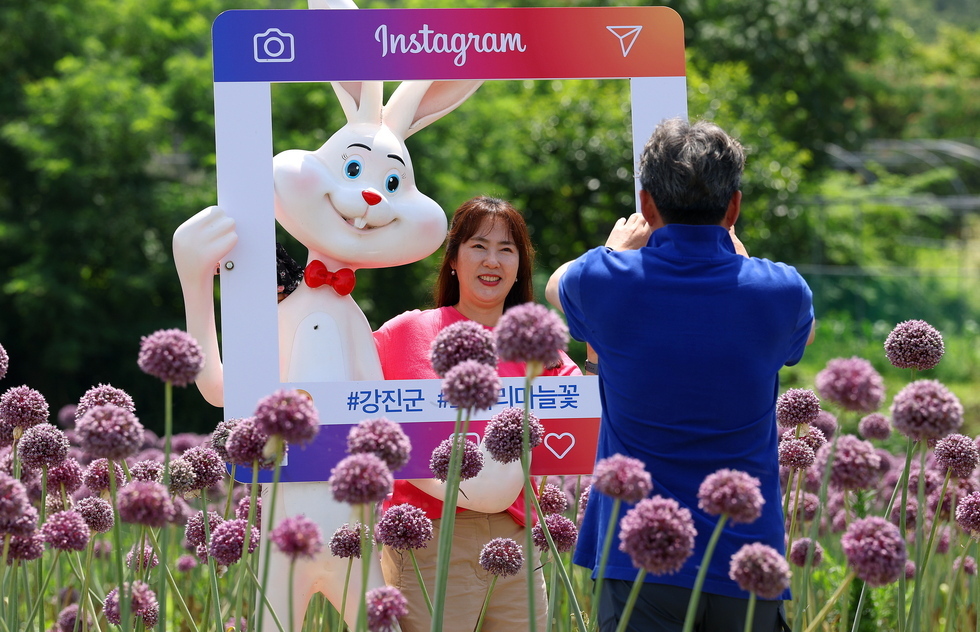 보랏빛 꽃물결 속 힐링, 작천 코끼리마늘꽃 축제 12일 개막