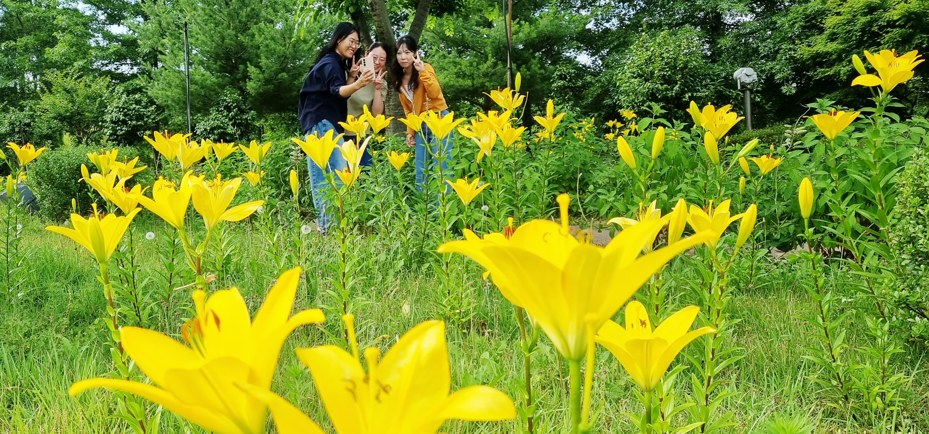 여름의 전령, 함평엑스포공원 ‘노랑나리’로 수놓아