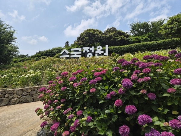 신안 도초도, 100만본 수국으로 꽃 피우는 ‘2026 섬 수국축제’ 개막