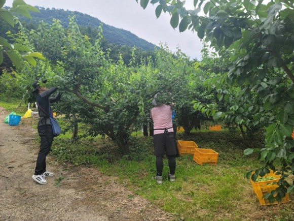 구례군, 본격적인 매실 수확철 맞아 농촌일손돕기 총력
