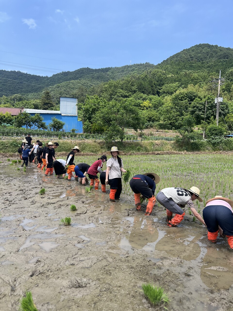 청람중, 생태환경교육으로 이어가는 손모내기 프로젝트 실시