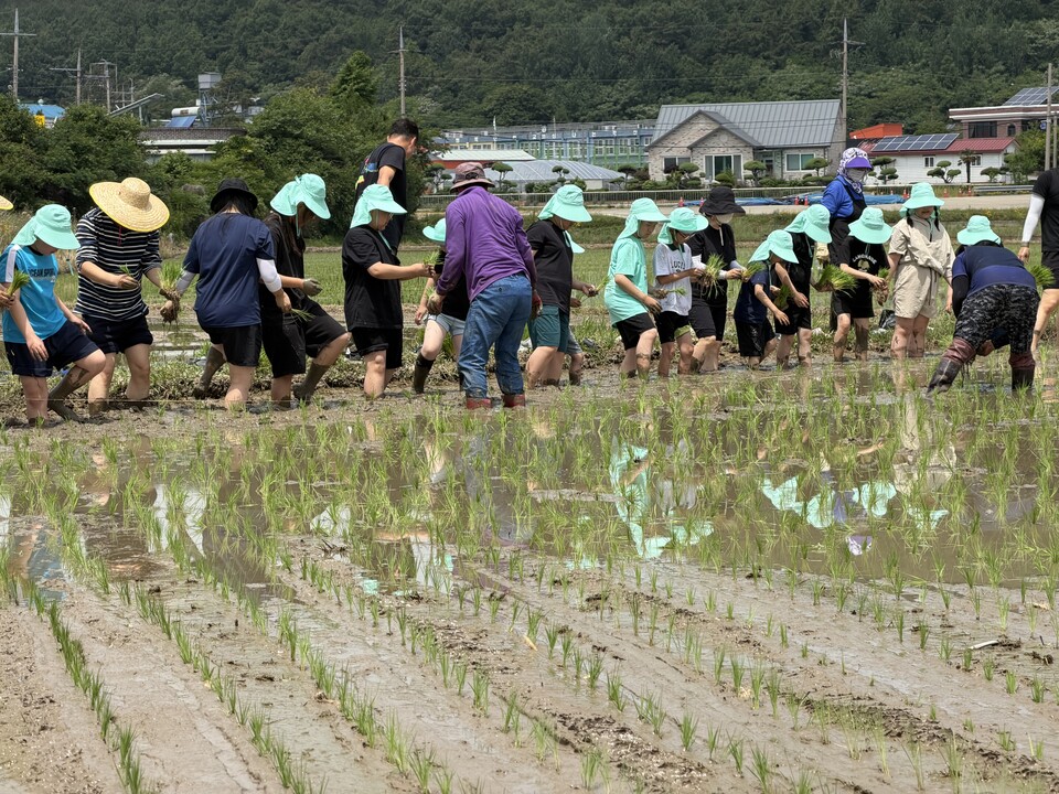 초등생들의 신나는 모내기, 교육발전특구 공동교육의 현장