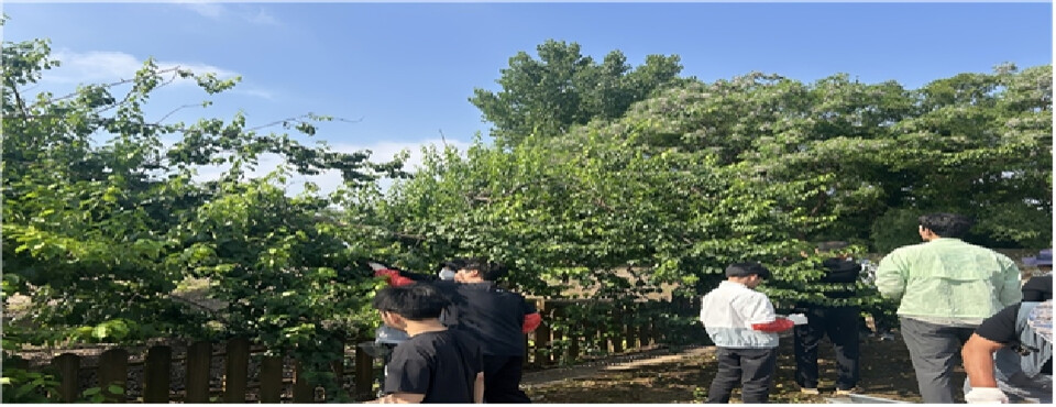 도포초 매실 체험, 수확의 기쁨에서 나눔의 행복까지