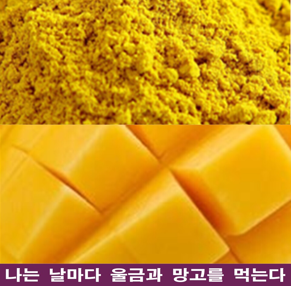 퇴직 후 일상에 찾아온 우울과 고통, 그리고 나의 구원 ‘울금망고’ - 문화 | 시민의 눈