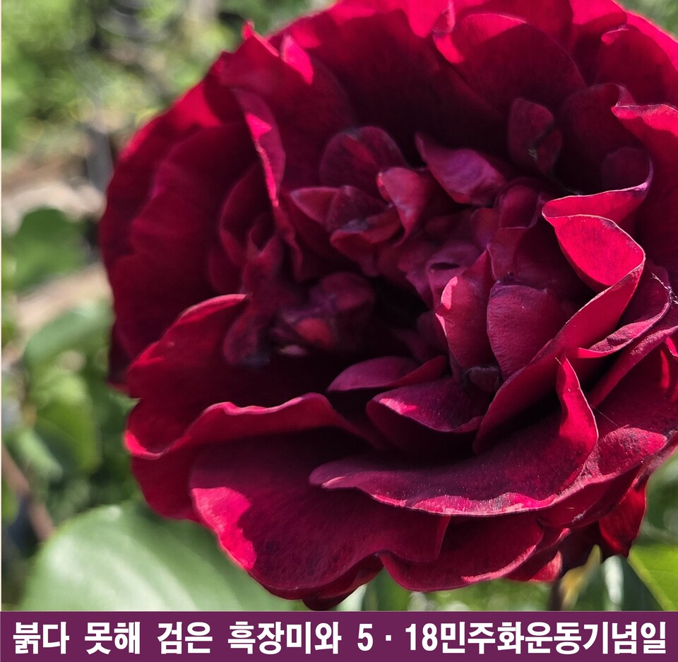 흑장미의 항거, 46주년 5·18 민주화운동의 세 가지 약속