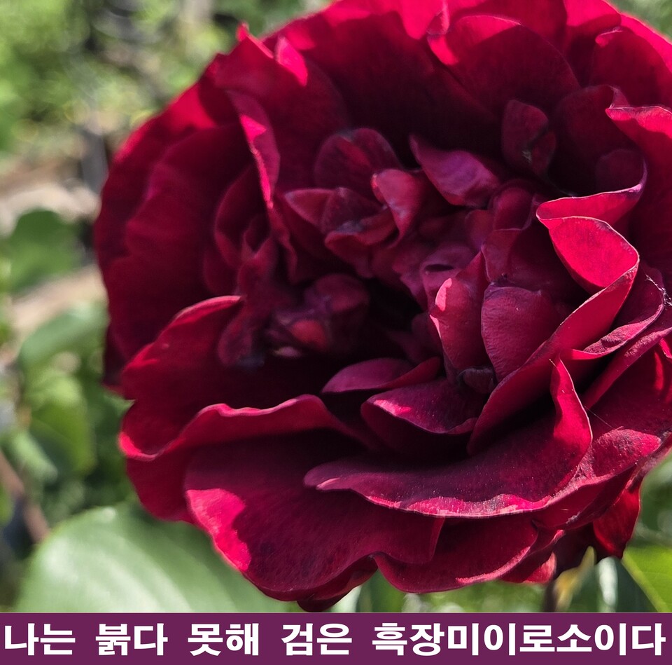 나는 붉다 못해 검은 흑장미이로소이다: 상처를 지혜로 승화한 자가 구원의 역설