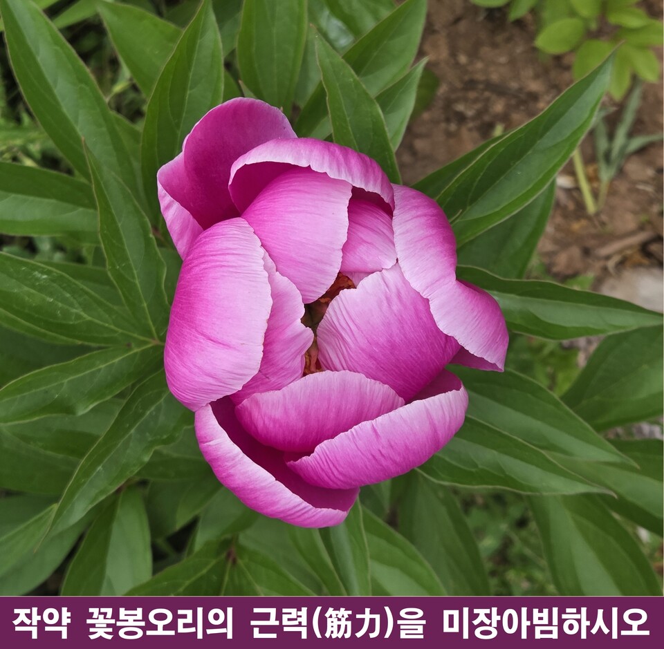 작약 꽃봉오리, 포크레인의 강철 근력으로 개화하다