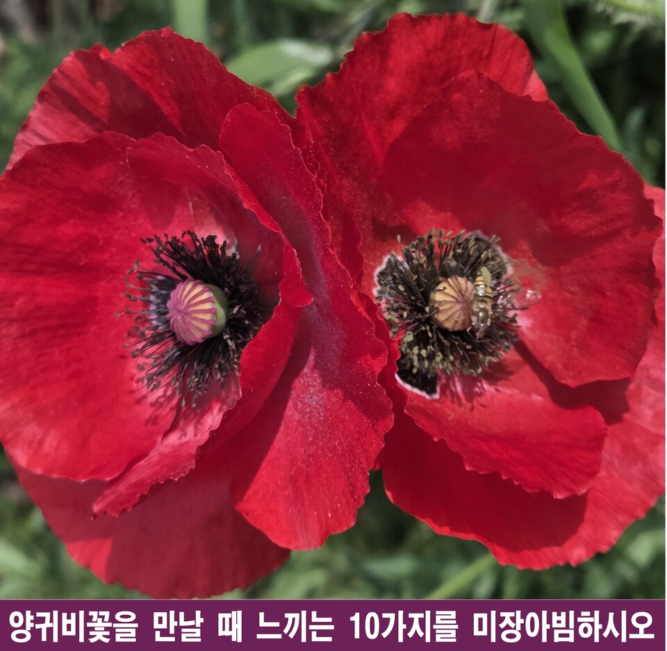 5·18 개헌 무산, 그 슬픔이 양귀비꽃과 만나 빚어낸 10가지 충격