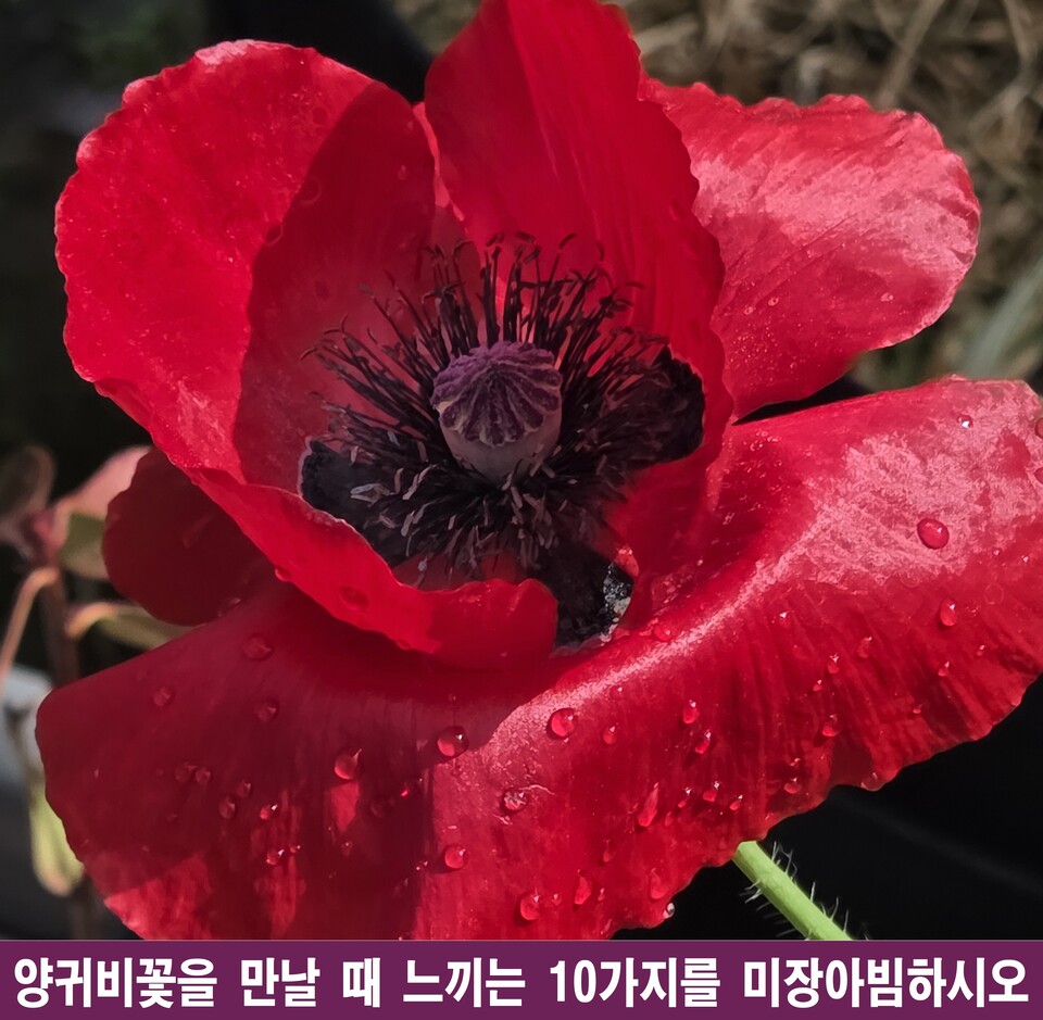 양귀비꽃, 운명이 마주한 10가지 거울의 심연