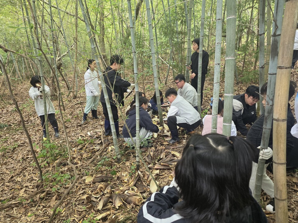 신전초, 봄의 맛을 찾아서! 학교 뒷산에서 진행한 죽순 따기 체험