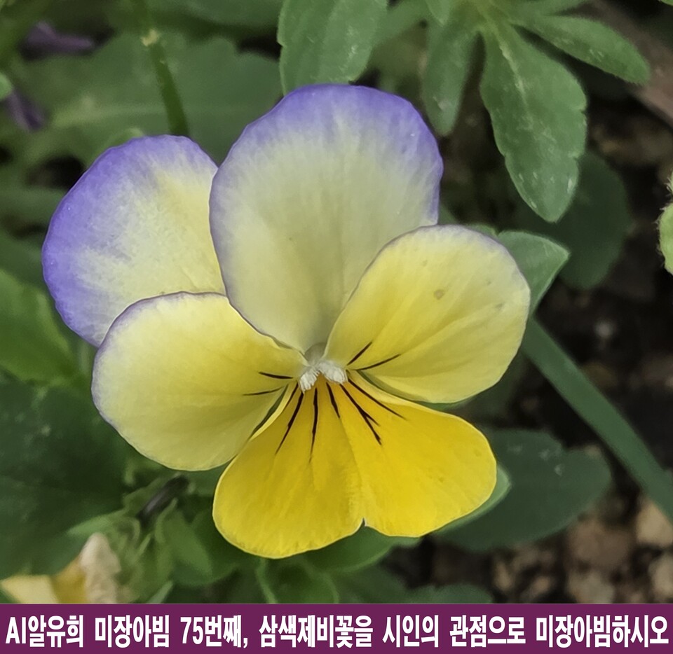 꽃잎 속 빅뱅과 인간의 영혼, 삼색제비꽃의 미장아빔 시학