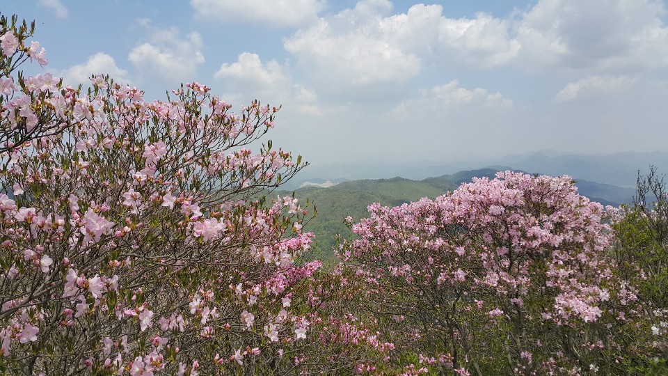 화순 화학산 화합하는 제18회 고산 철쭉제 성료