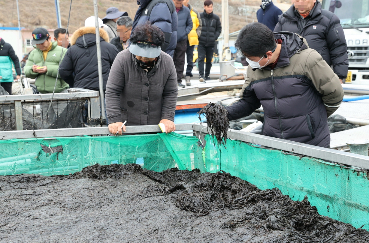 고흥군, 2026년산 물김 생산량·위판액 전국 1위... 작년 대비 28%↑