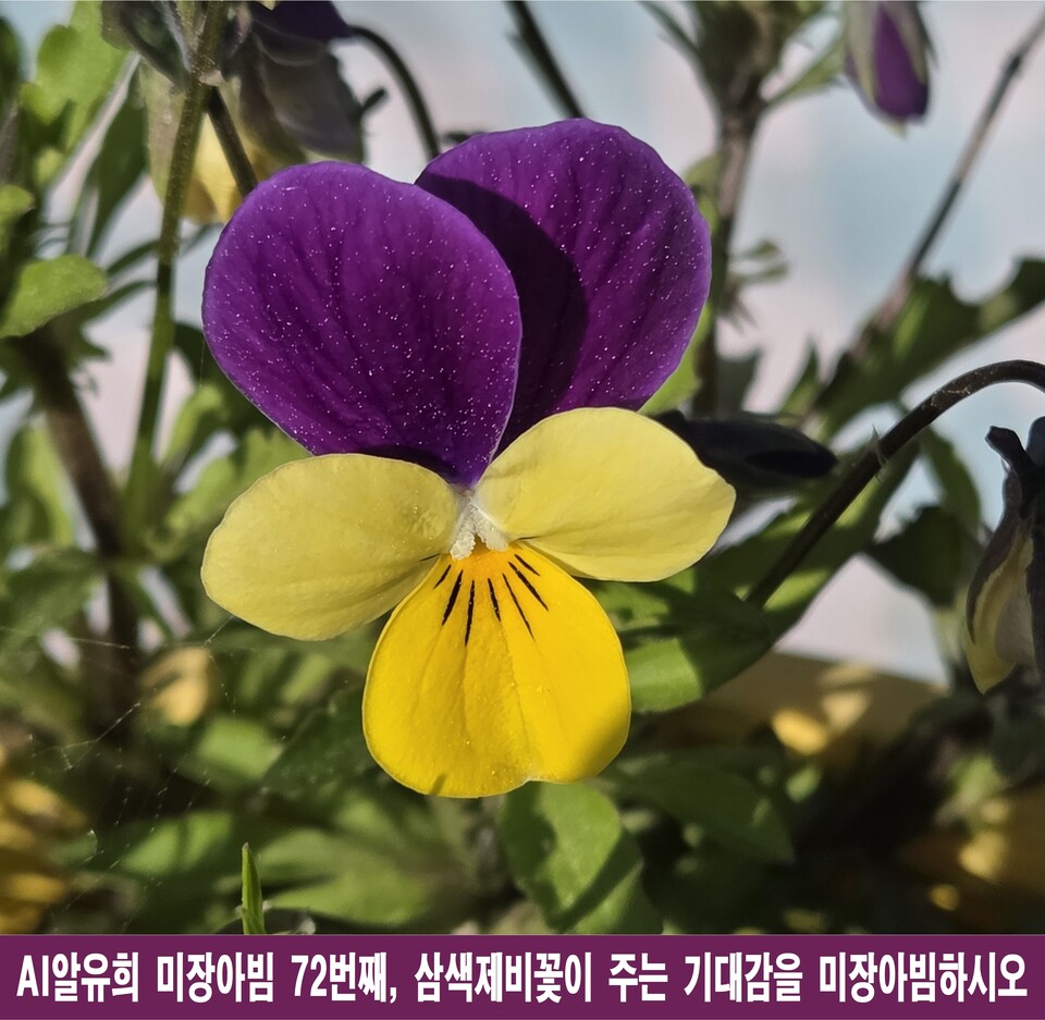 삼색제비꽃에 숨겨진 시적 비밀 10가지, 삶의 거울을 만나다