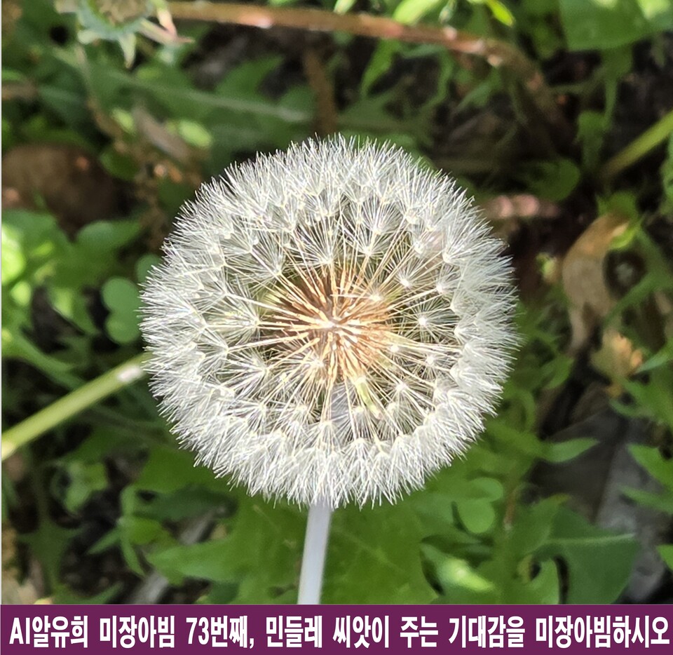 민들레 씨앗에 숨겨진 삶의 10가지 시적 비밀과 미장아빔