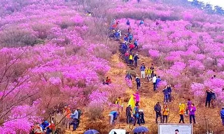 분홍빛 물결 휘날리는 여수 영취산, 봄의 전령사를 만나다