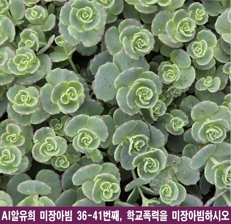 교사의 죽어가는 영혼과 빈사상태 학교, 구원의 미장아빔을 비추다