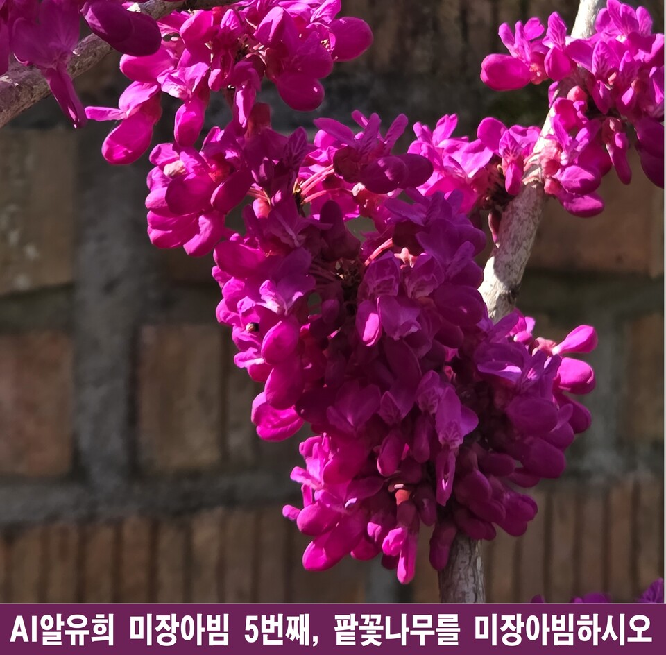 겨울 잔상 위로 복제된 봄, 팥꽃나무의 미장아빔