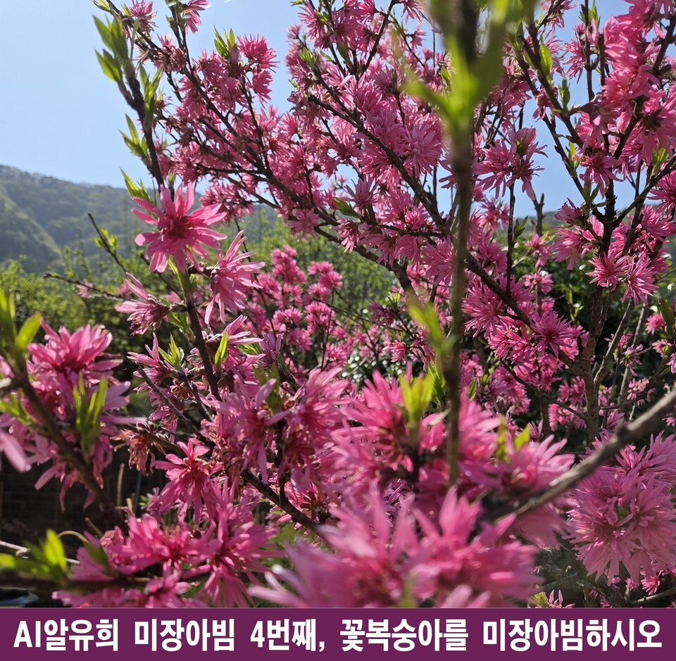 꽃복숭아, 미장아빔 속에 피어난 무한한 봄의 환영 - 안전 | 시민의 눈