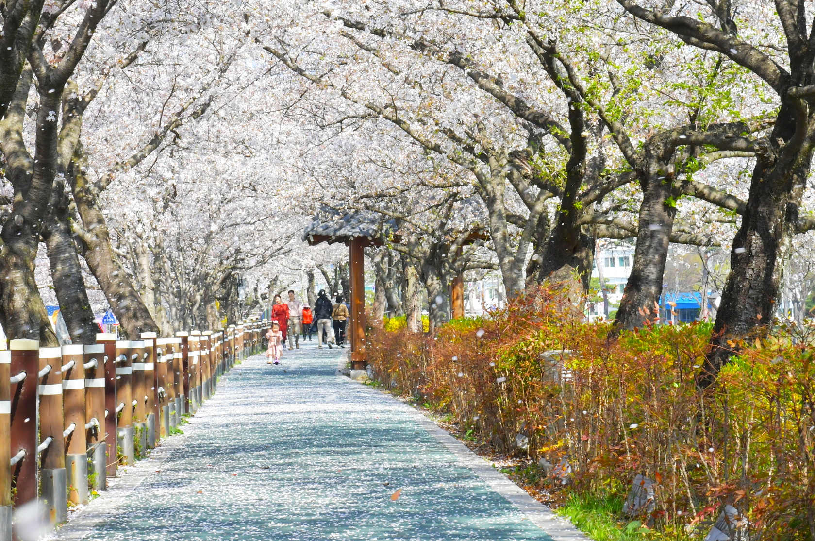 순창 옥천골 벚꽃축제, 새단장 경천변과 함께 성황리 마무리