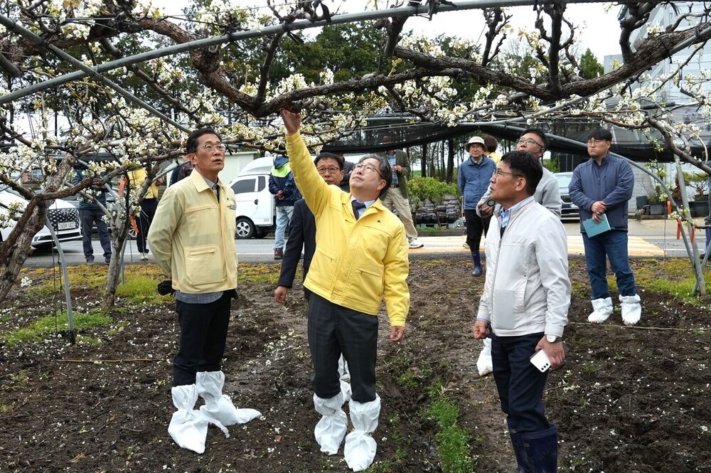 나주 배 농가 우박 피해, 강상구 권한대행 현장 점검