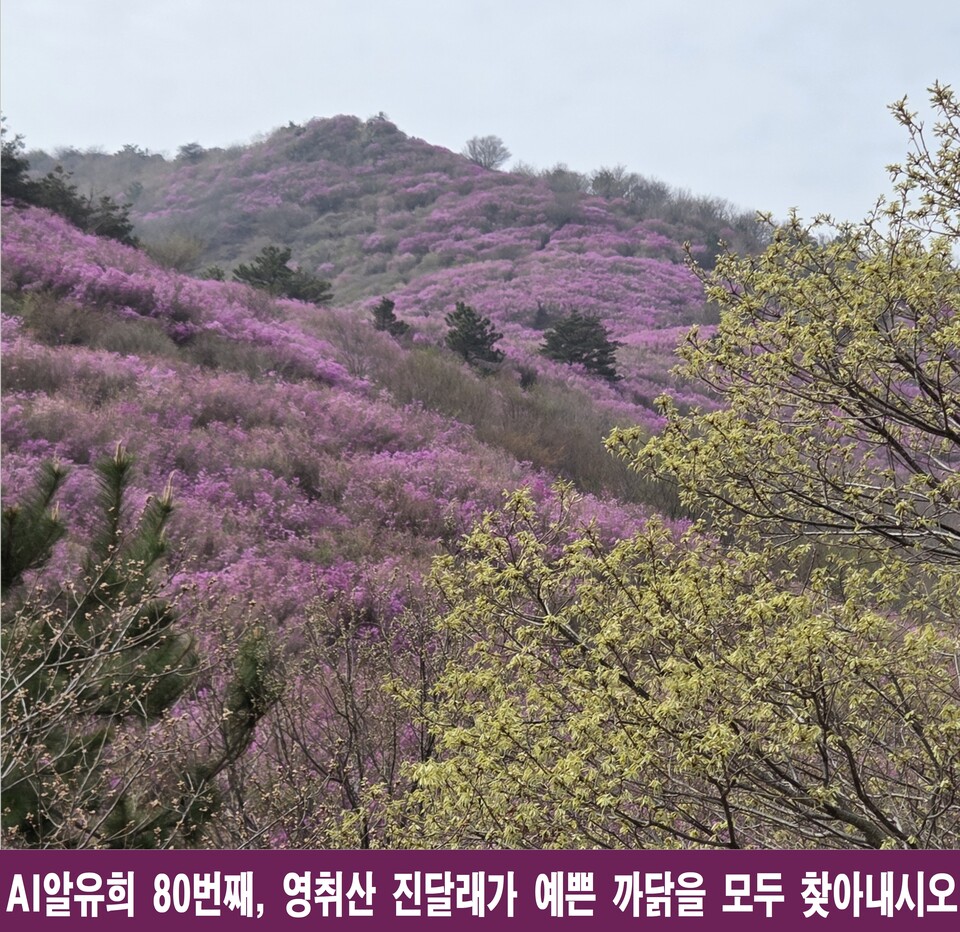영취산 진달래, 단순한 꽃이 아닌 ‘마음의 사건’이 되다