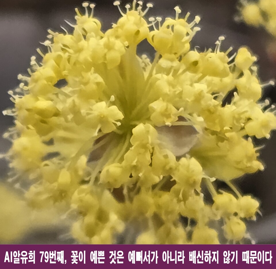 꽃이 예쁜 건 예뻐서가 아니라, 배신하지 않아서
